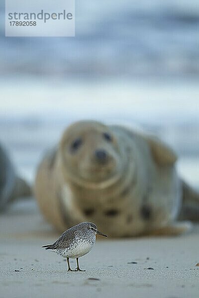 Knutt (Calidris canutus)  erwachsener Vogel mit einer erwachsenen Kegelrobbe im Hintergrund an einem Strand  Norfolk  England  Großbritannien  Europa