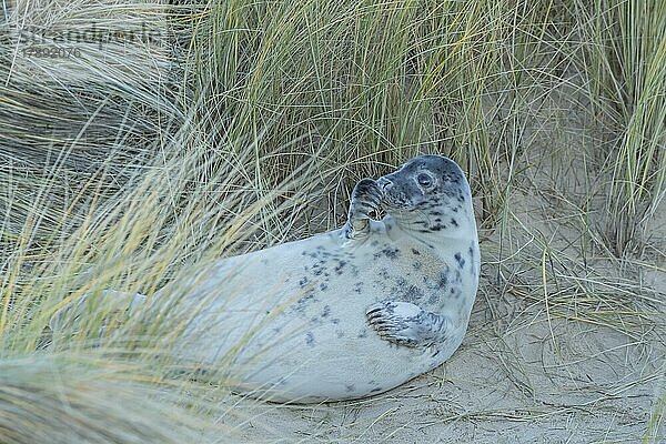 Ausgewachsene Kegelrobbe (Halichoerus grypus) beim Ausruhen am Strand  Norfolk  England  Großbritannien  Europa