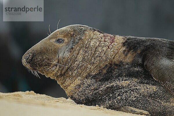 Ausgewachsene Kegelrobbe (Halichoerus grypus) beim Ausruhen am Strand  Norfolk  England  Großbritannien  Europa