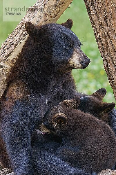 Amerikanischer Schwarzbär (Ursus americanus)  Mutter säugt zwei Junge  captive