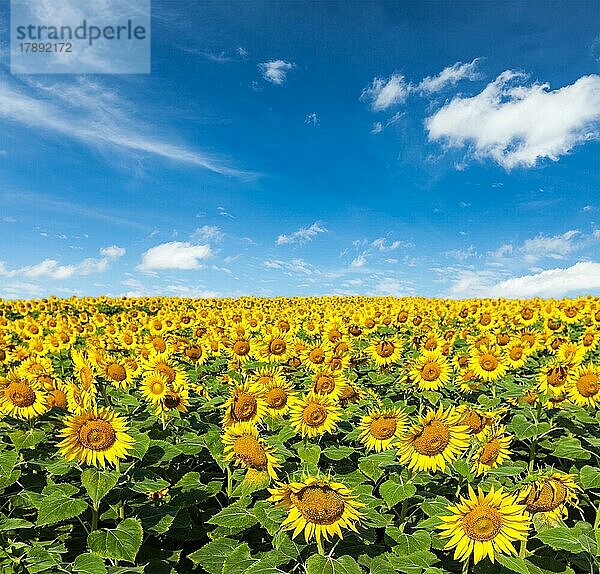 Idyllische Landschaft  Sonnenblumenfeld und blauer Himmel