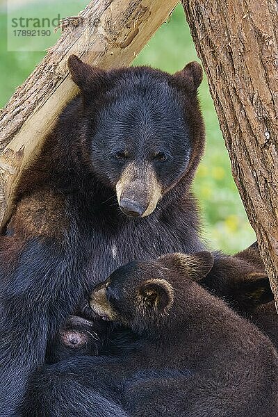 Amerikanischer Schwarzbär (Ursus americanus)  Mutter säugt zwei Junge  captive