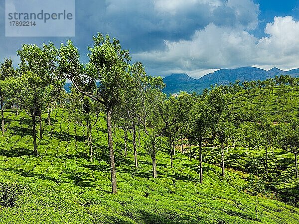 Kerala Indien Reise Hintergrund  grüne Teeplantagen mit Bäumen in Munnar  Kerala  Indien Nahaufnahme