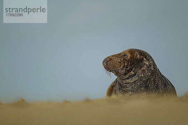 Ausgewachsene Kegelrobbe (Halichoerus grypus) beim Ausruhen am Strand  Norfolk  England  Großbritannien  Europa