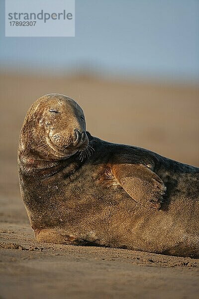 Ausgewachsene Kegelrobbe (Halichoerus grypus) beim Ausruhen an einem Strand  Lincolnshire  England  Großbritannien  Europa