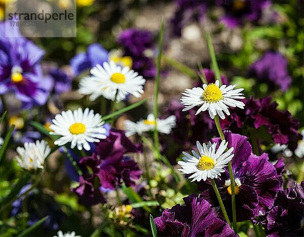 Blühende Feldblumen Stiefmütterchen (viola tricolor) im Frühjahr. Geringe Tiefenschärfe