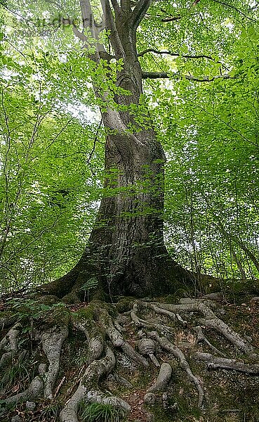 Rotbuche (Fagus sylvatica)  wächst auf steinigem Untergrund mit großen oberirdischen Wurzeln  Solingen  Nordrhein-Westfalen  Deutschland  Europa