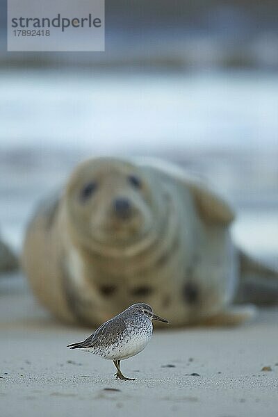 Knutt (Calidris canutus)  erwachsener Vogel mit einer erwachsenen Kegelrobbe im Hintergrund an einem Strand  Norfolk  England  Großbritannien  Europa