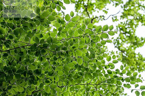 Rotbuche (Fagus sylvatica)  saftig grüne Blätter von unten in den Himmel  Velbert  Nordrhein-Westfalen  Deutschland  Europa