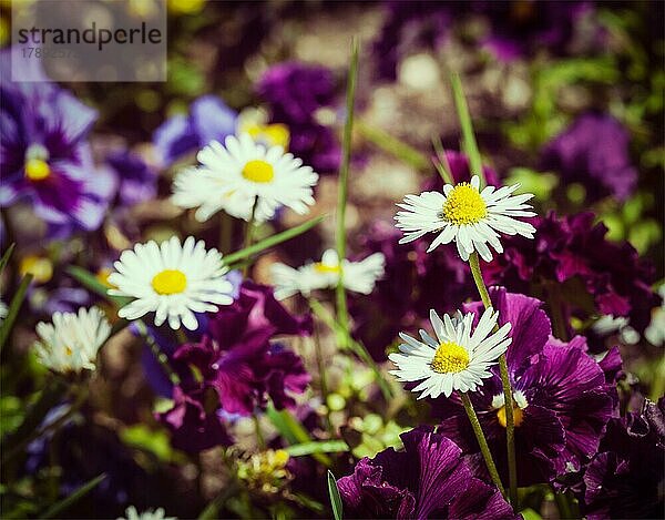 Vintage Retro-Effekt gefiltert Hipster-Stil Bild der blühenden Feldblumen Stiefmütterchen (viola tricolor) im Frühjahr. Geringe Tiefenschärfe