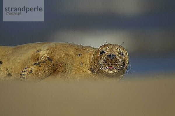 Adult Kegelrobbe (Halichoerus grypus) streckt ihre Zunge heraus  während sie sich am Strand ausruht  Norfolk  England  Großbritannien  Europa