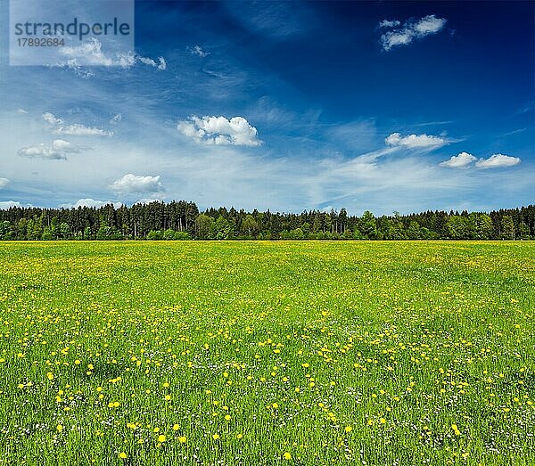 Sommerwiese mit blauem Himmel  Bayern  Deutschland  Europa