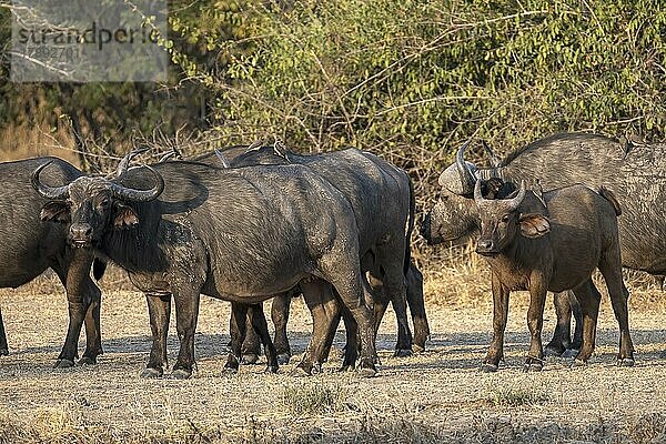 Kaffernbüffel (Syncerus caffer)  Kühe mit Kalb  Rotschnabel-Madenhacker (Buphagus erythrorhynchus)  im Abendlicht  South Luangwa  Sambia  Afrika