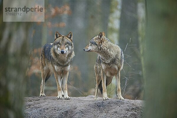 Wolf (Canis Lupus)  zwei Tiere im Wald  captive