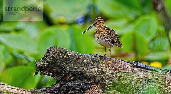 Bekassine (Gallinago gallinago)  steht auf Baumstamm  Vorderansicht  dahinter gelbes Teichrosengewächs  Chiemsee  Chiemgau  Oberbayern  Bayern  Deutschland  Europa