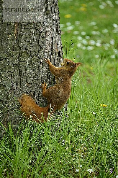 Europäisches Eichhörnchen (Sciurus vulgaris)  auf Baumstamm im Park  Frühling