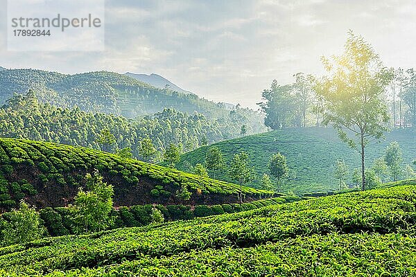 Kerala Indien Reise-Hintergrund  grüner Tee-Plantagen in Munnar  Kerala  Indien in den Morgen auf Sonnenaufgang