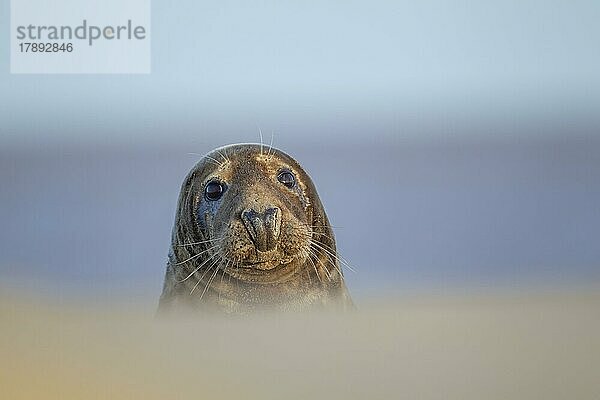 Ausgewachsene Kegelrobbe (Halichoerus grypus) beim Ausruhen am Strand  Norfolk  England  Großbritannien  Europa