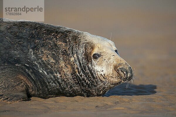 Ausgewachsene Kegelrobbe (Halichoerus grypus) beim Ausruhen an einem Strand  Lincolnshire  England  Großbritannien  Europa