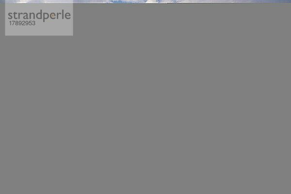 650 Jahre alte Eiche im Sterbeprozess  Auswirkungen von Trockenstress auf Pflanzen  Symbol für Klimawandel  Biosphärenreservat Mittlere Elbe  Dessau-Roßlau  Sachsen-Anhalt  Deutschland  Europa
