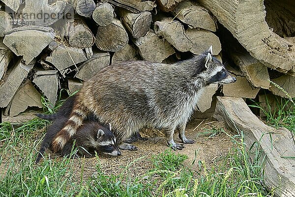 Waschbär (Procyon lotor)  erwachsen mit Jungen