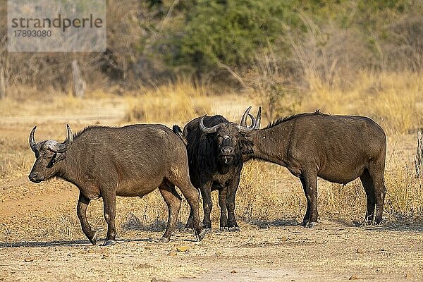 Kaffernbüffel (Syncerus caffer)  Tiere im Abendlicht  South Luangwa  Sambia  Afrika