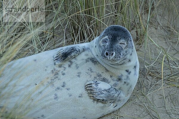 Ausgewachsene Kegelrobbe (Halichoerus grypus) beim Ausruhen am Strand  Norfolk  England  Großbritannien  Europa