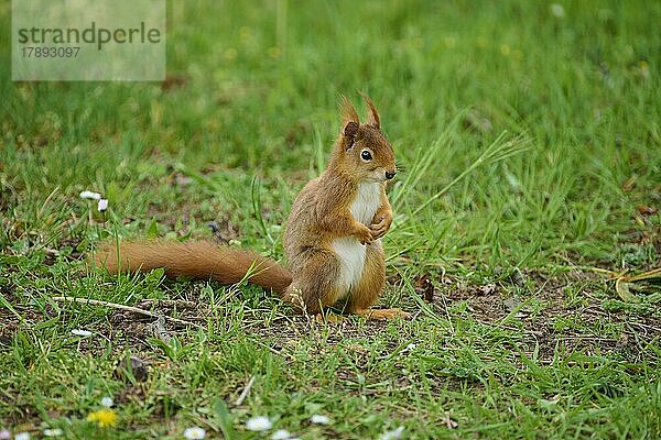 Europäisches Eichhörnchen (Sciurus vulgaris)  im Park im Frühling