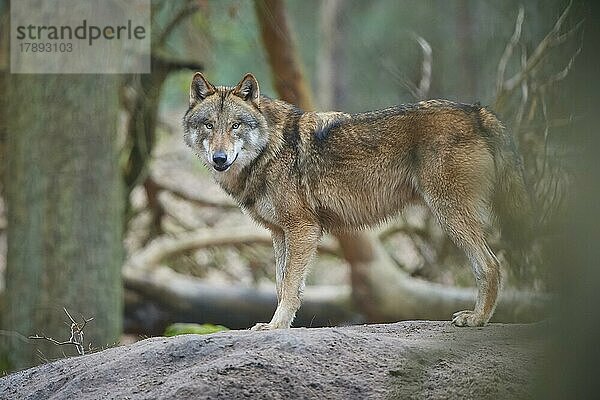 Wolf (Canis Lupus)  im Wald  captive