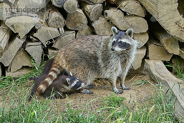 Waschbär (Procyon lotor)  erwachsen mit Jungen