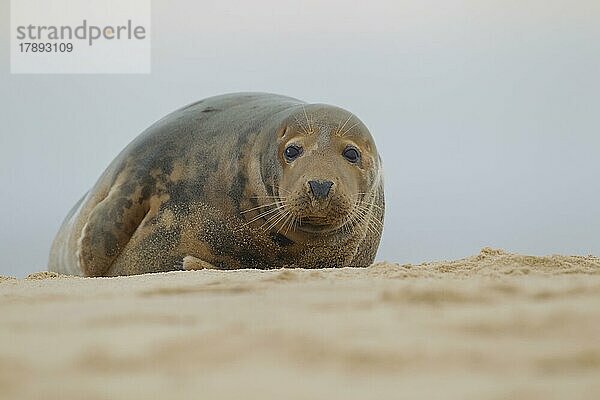 Ausgewachsene Kegelrobbe (Halichoerus grypus) beim Ausruhen am Strand  Norfolk  England  Großbritannien  Europa