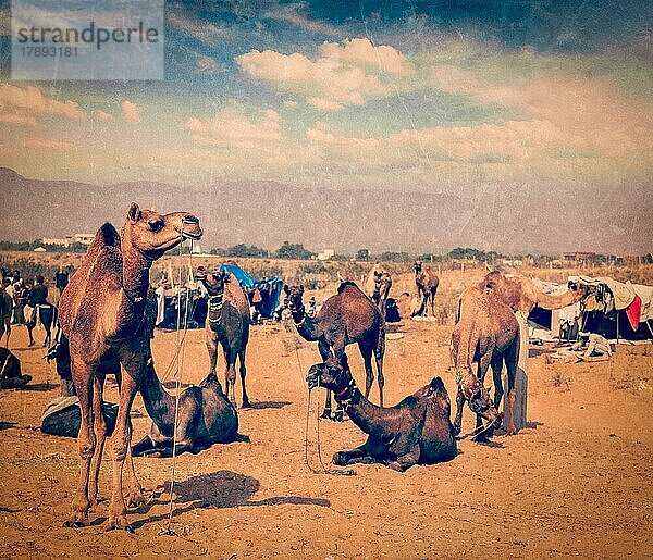 Vintage Retro-Hipster-Stil Reise Bild der Kamele auf Pushkar Mela (Pushkar Camel Fair)  Pushkar  Rajasthan  Indien mit Grunge-Textur überlagert