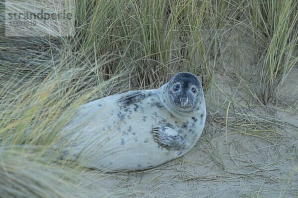 Ausgewachsene Kegelrobbe (Halichoerus grypus) beim Ausruhen am Strand  Norfolk  England  Großbritannien  Europa