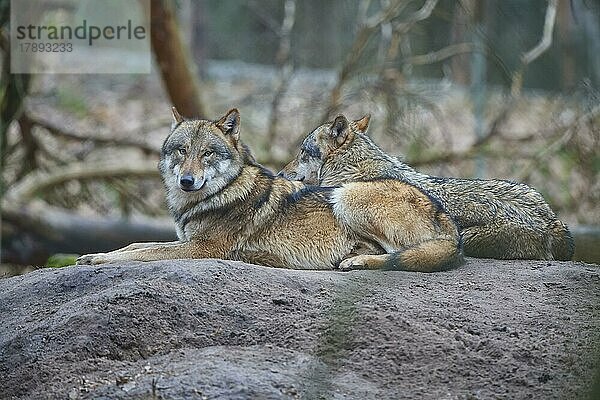 Wolf (Canis Lupus)  zwei Tiere im Wald liegend  captive