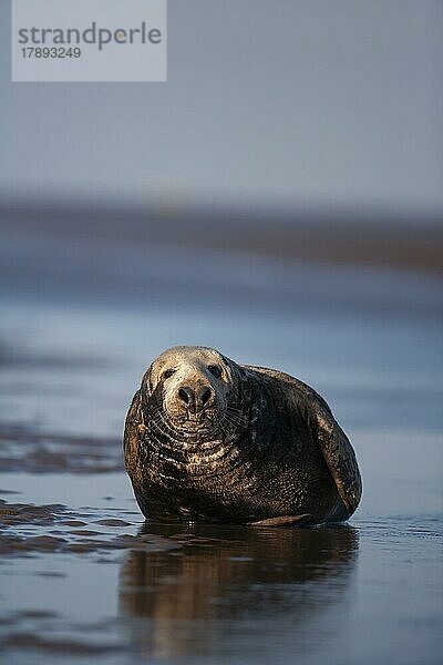 Ausgewachsene Kegelrobbe (Halichoerus grypus) beim Ausruhen an einem Strand  Lincolnshire  England  Großbritannien  Europa