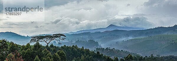 Panorama des bewölkten Morgens in den Hügeln mit einsamen Baum auf Sonnenaufgang in den Hügeln. Kerala  Indien  Asien