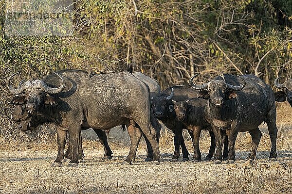 Kaffernbüffel (Syncerus caffer)  mit Rotschnabel-Madenhacker (Buphagus erythrorhynchus)  Kühe und Kälber im Abendlicht  South Luangwa  Sambia  Afrika