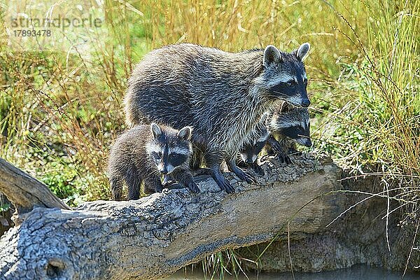 Waschbär (Procyon lotor)  erwachsen und Jungtier auf Baumstamm