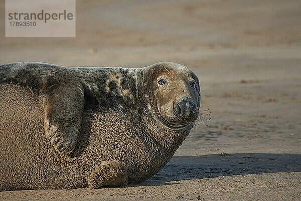 Ausgewachsene Kegelrobbe (Halichoerus grypus) beim Ausruhen an einem Strand  Lincolnshire  England  Großbritannien  Europa