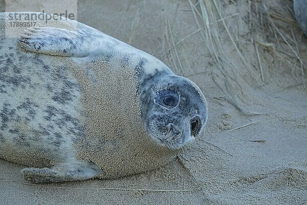 Ausgewachsene Kegelrobbe (Halichoerus grypus) beim Ausruhen am Strand  Norfolk  England  Großbritannien  Europa