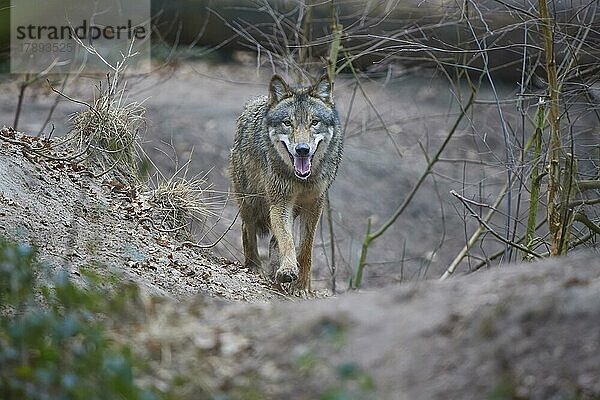 Wolf (Canis Lupus)  rennend im Wald  captive