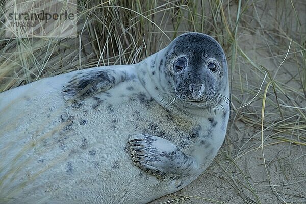 Ausgewachsene Kegelrobbe (Halichoerus grypus) beim Ausruhen am Strand  Norfolk  England  Großbritannien  Europa