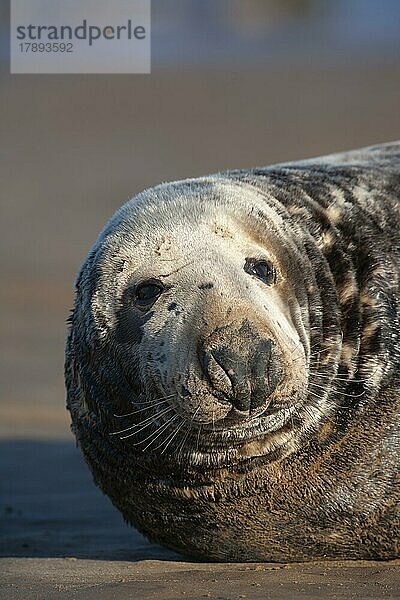 Ausgewachsene Kegelrobbe (Halichoerus grypus) beim Ausruhen an einem Strand  Lincolnshire  England  Großbritannien  Europa