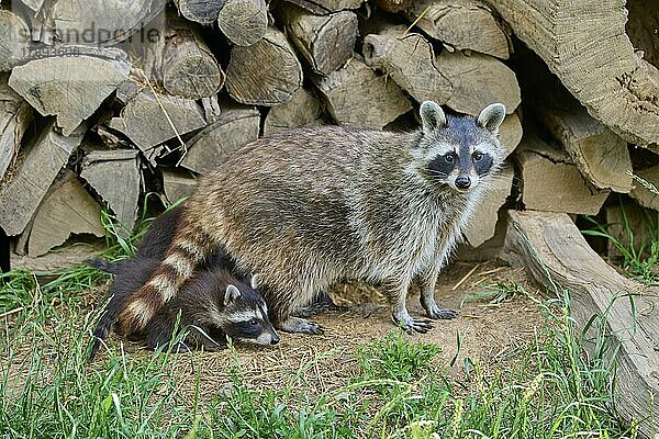 Waschbär (Procyon lotor)  erwachsen mit Jungen