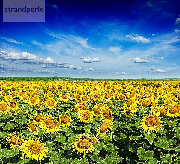 Idyllische Landschaft  Sonnenblumenfeld und blauer Himmel
