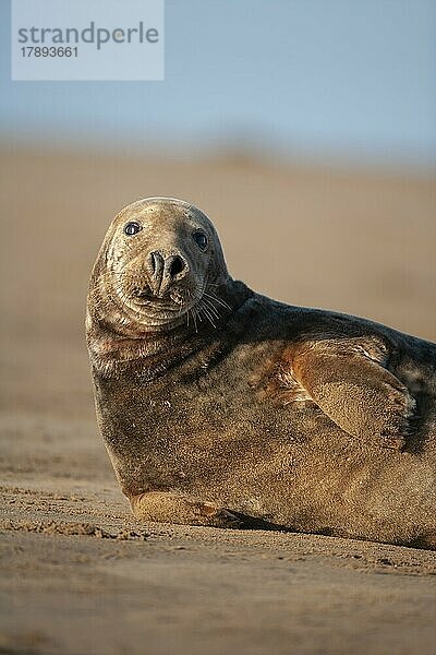 Ausgewachsene Kegelrobbe (Halichoerus grypus) beim Ausruhen an einem Strand  Lincolnshire  England  Großbritannien  Europa