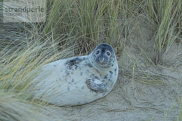 Ausgewachsene Kegelrobbe (Halichoerus grypus) beim Ausruhen am Strand  Norfolk  England  Großbritannien  Europa