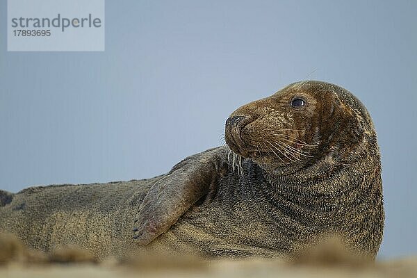 Ausgewachsene Kegelrobbe (Halichoerus grypus) beim Ausruhen am Strand  Norfolk  England  Großbritannien  Europa