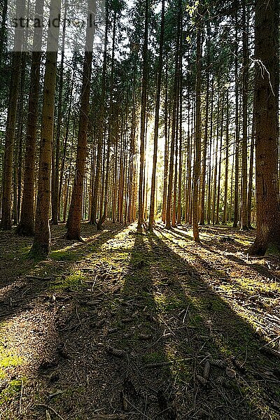 Abendlicht und Schatten im dichten Wald  Schwarzwald  Deutschland  Europa