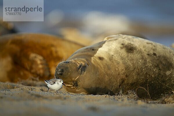 Sanderling (Calidris alba)  erwachsener Vogel mit einer schlafenden Kegelrobbe im Hintergrund an einem Strand  Norfolk  England  Großbritannien  Europa